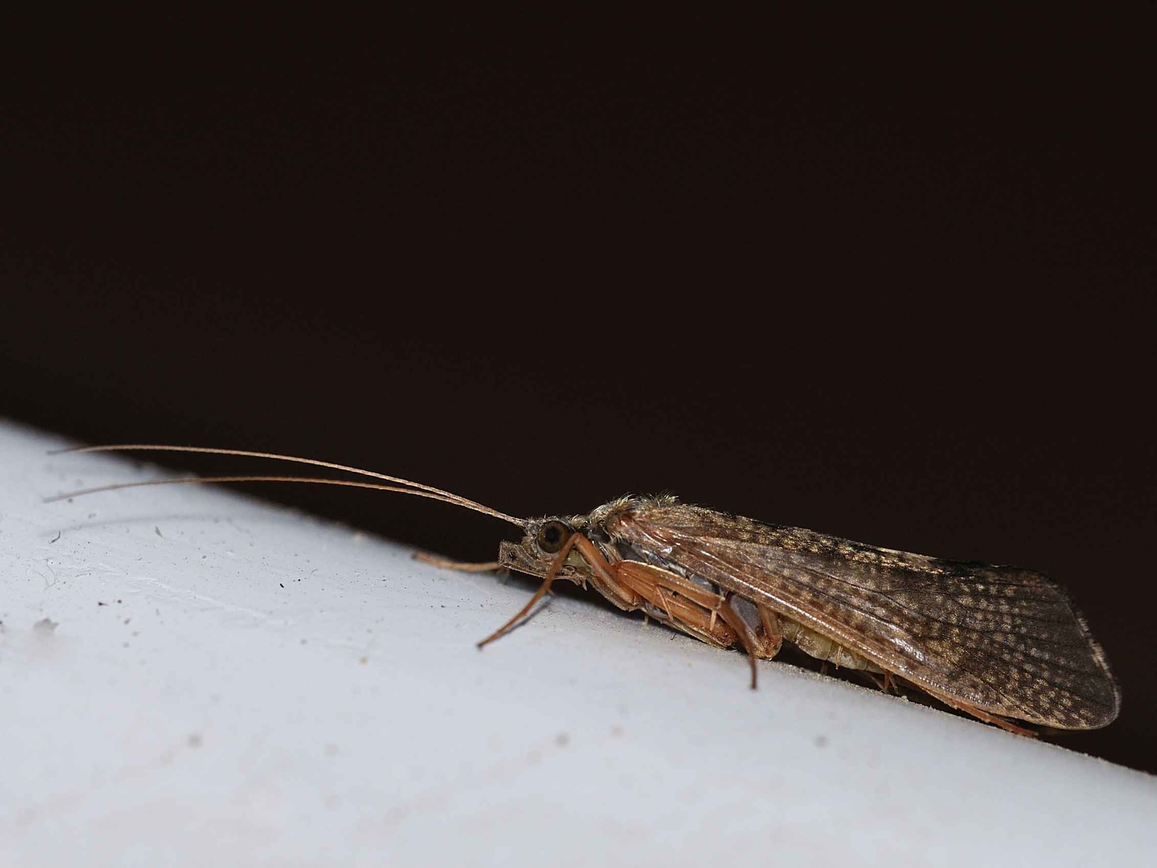Hydropsyche sp.